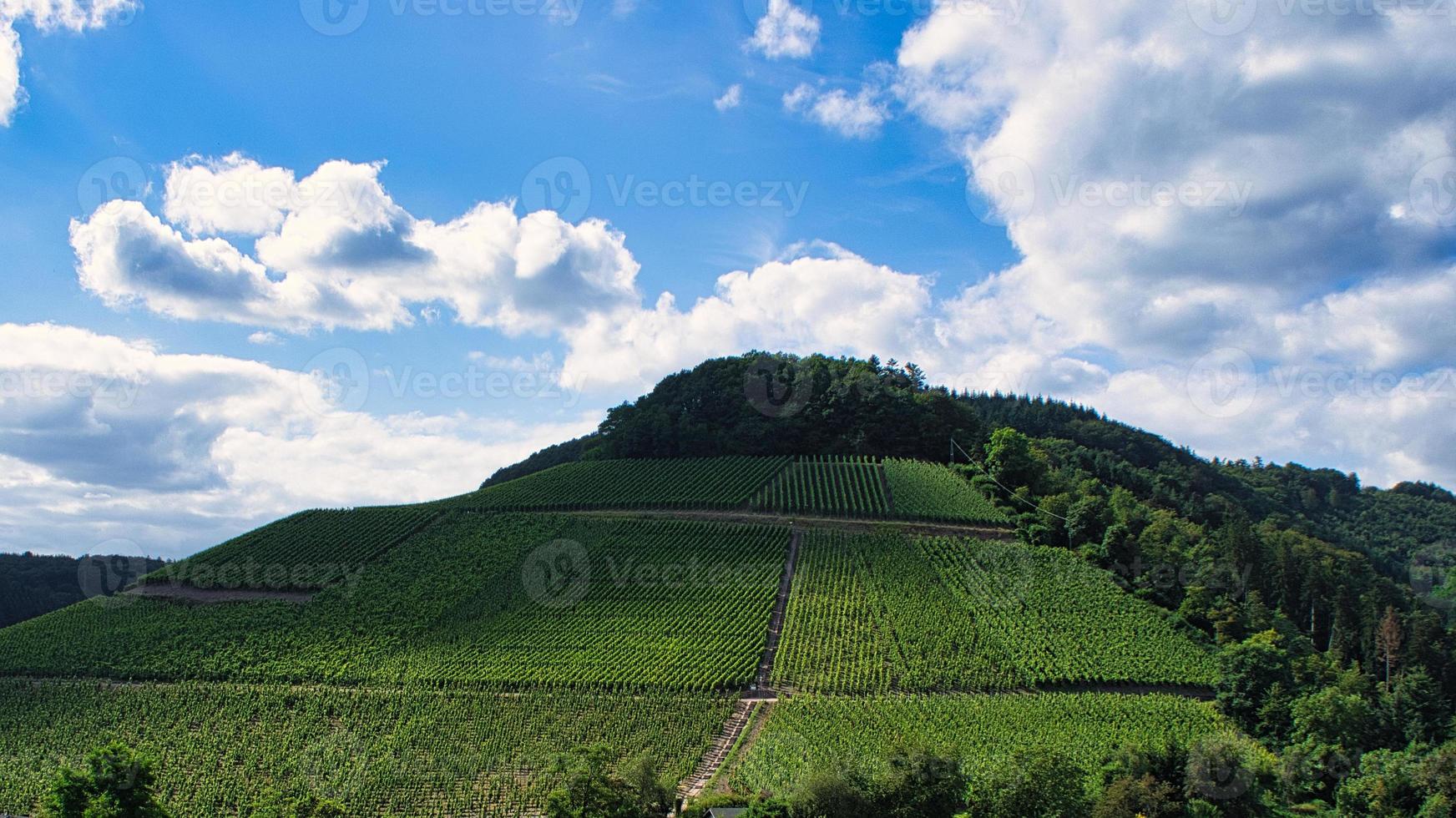 viñedos en saarburg en saarland. vista de los viñedos foto