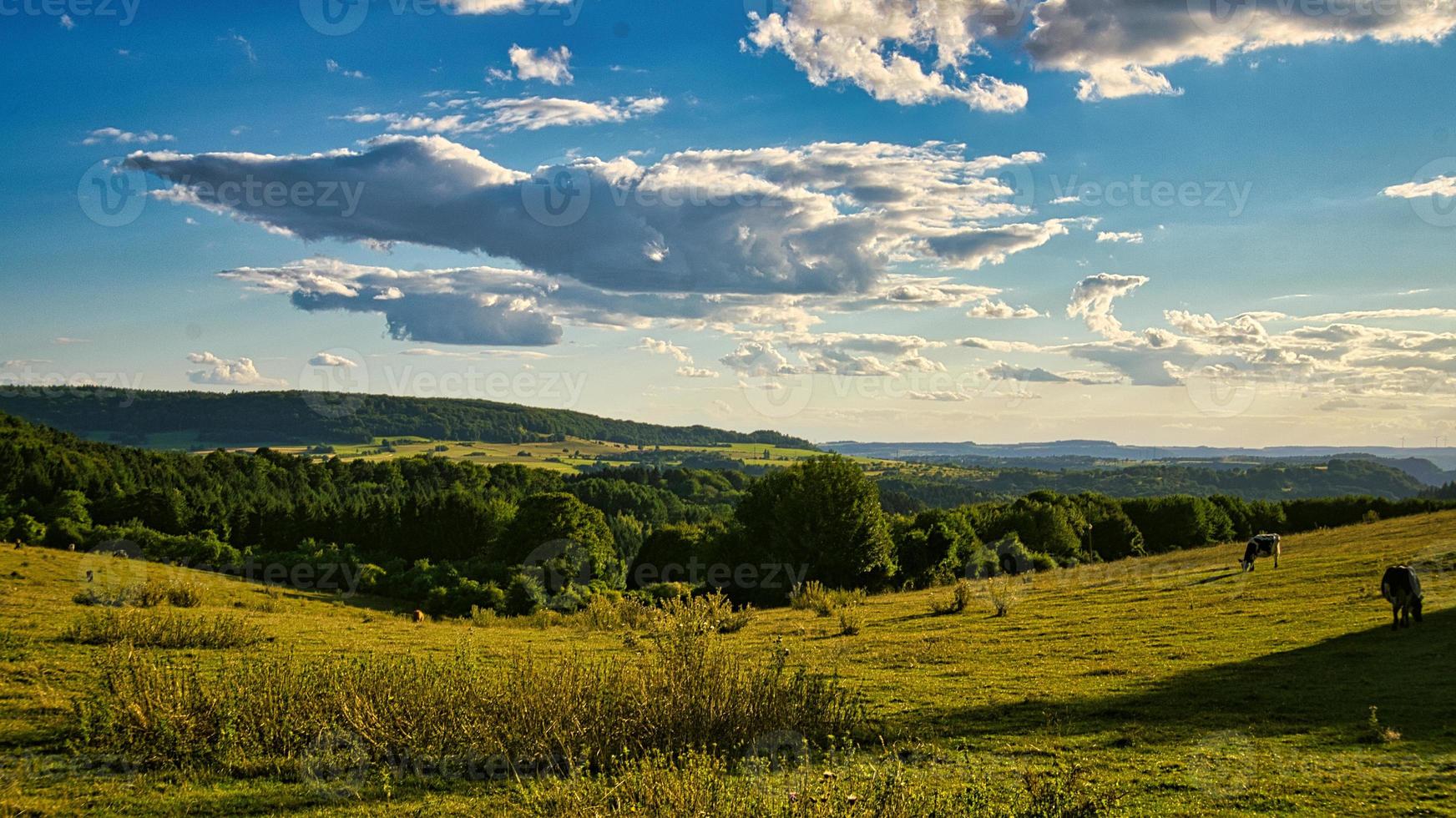 A sunny day in Saarland with a view over meadows into the valley. Some sun clouds in the sky and cows grazing photo