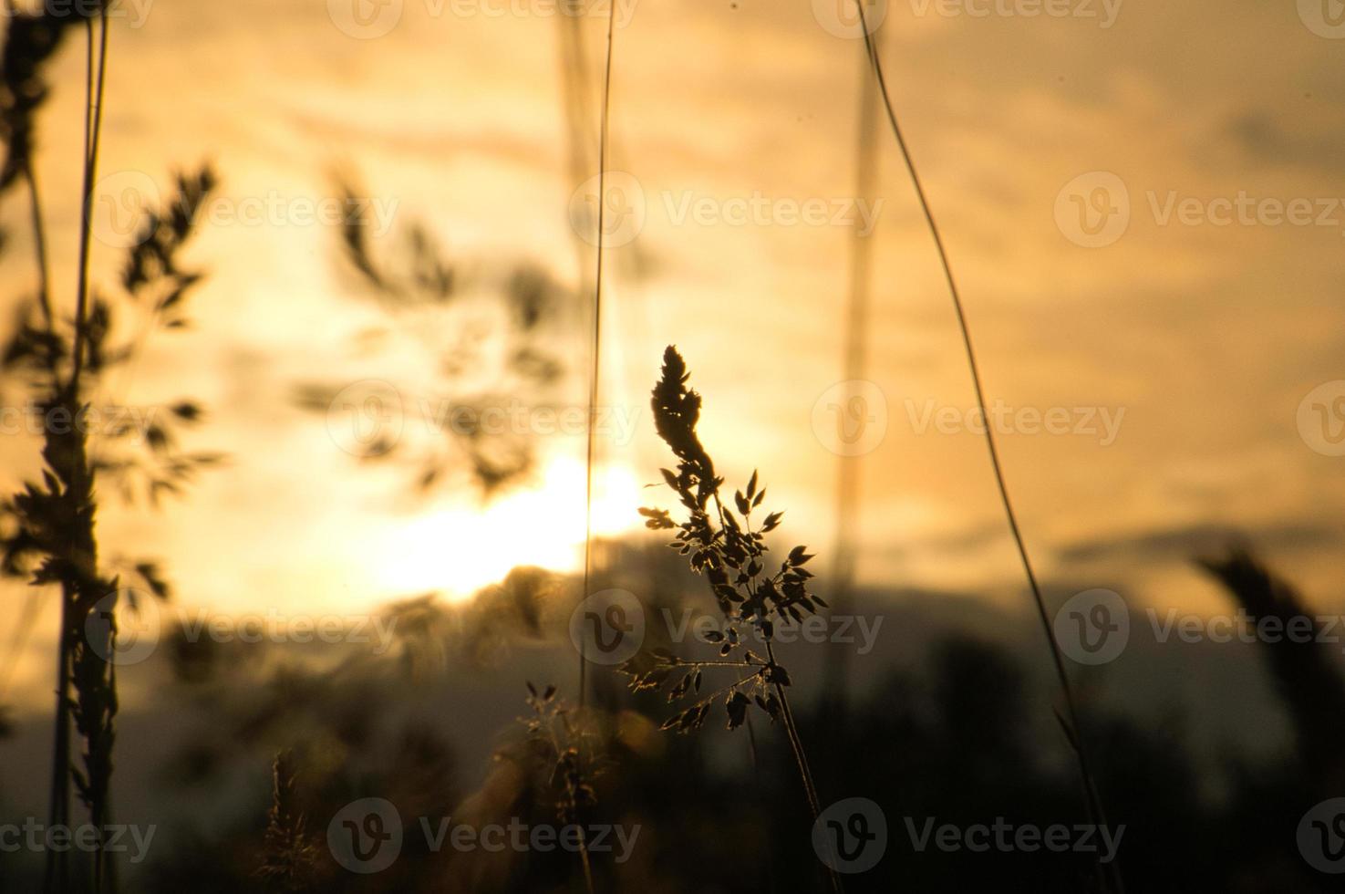 puesta de sol en las afueras de berlín. plantas como silueta en primer plano. foto