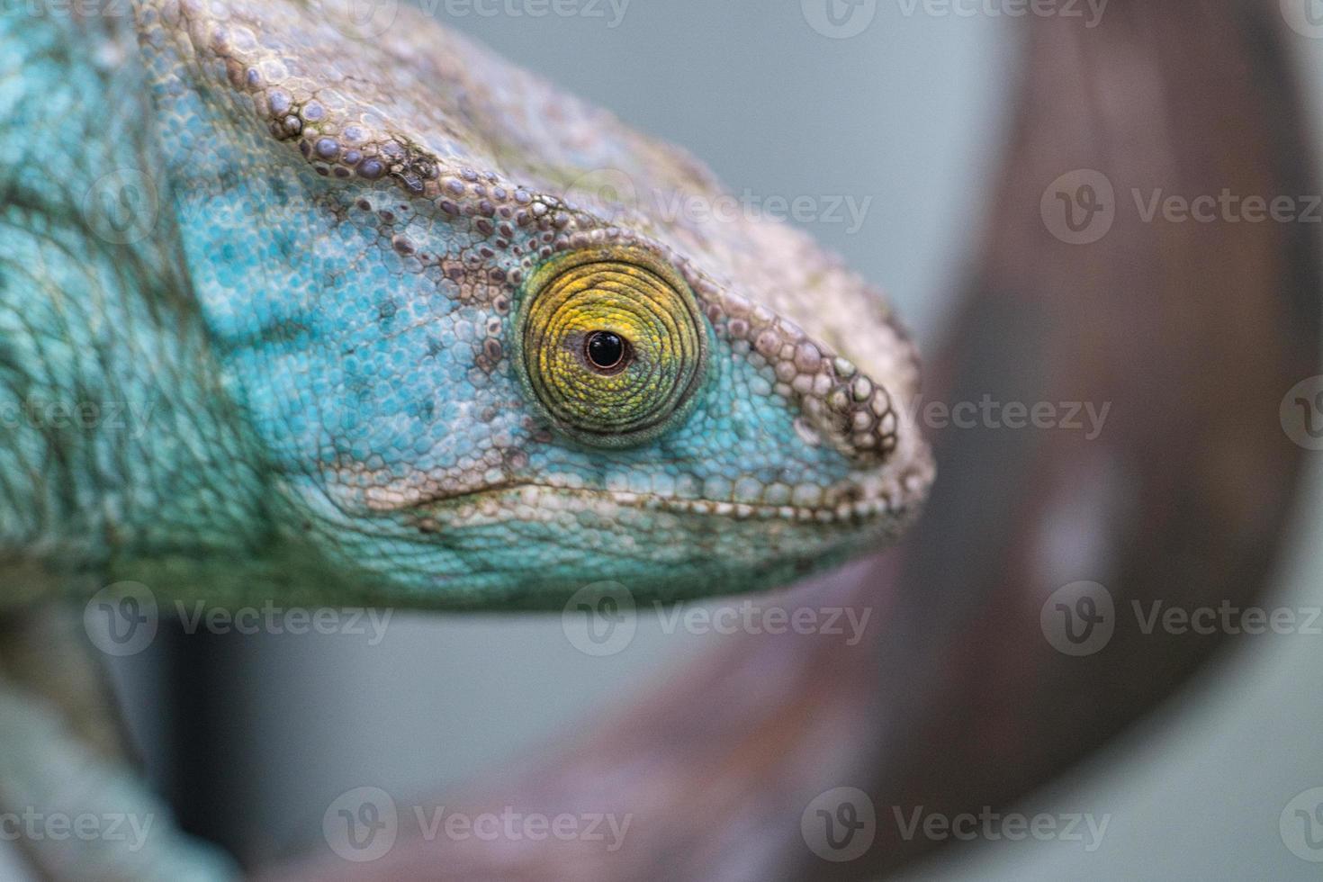 Chameleon on a branch with eye contact with the viewer. green, yellow red scales photo