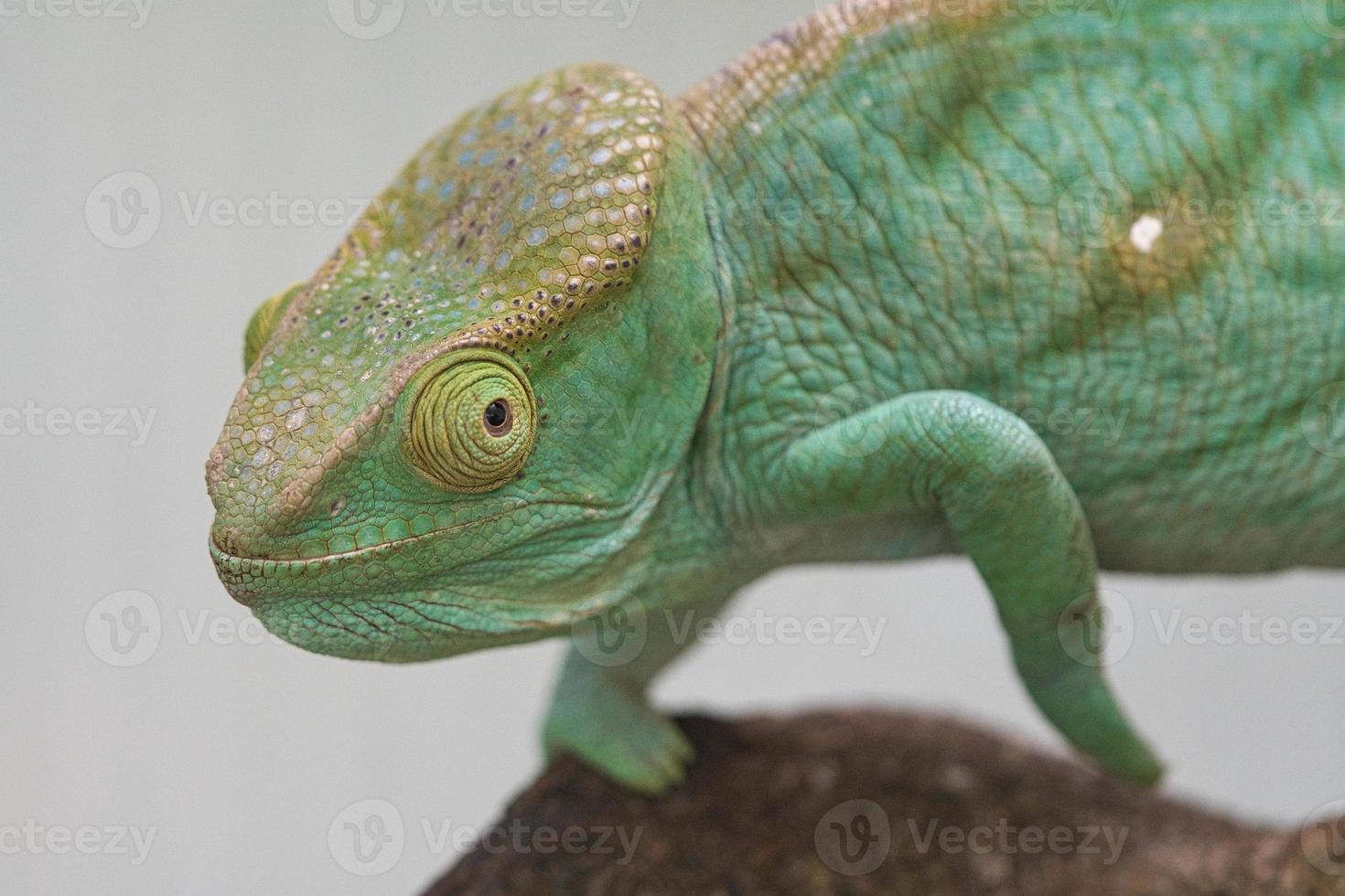 Chameleon on a branch with eye contact with the viewer. green, yellow red scales photo