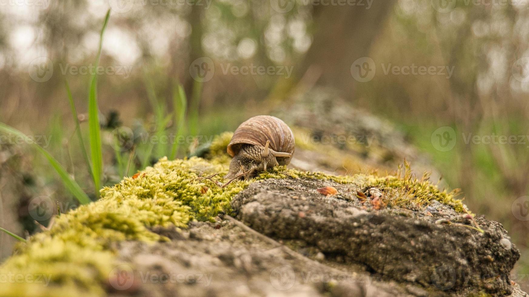 A snail crawling on a plant. Leisurely it crawls forward photo