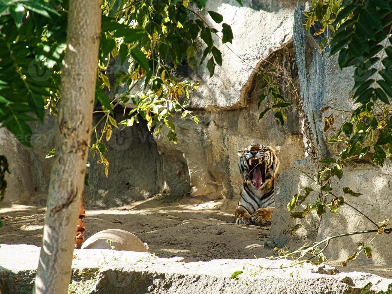 Tiger between trees and rock. Striped coat of elegant predators. Big cat from Asia photo