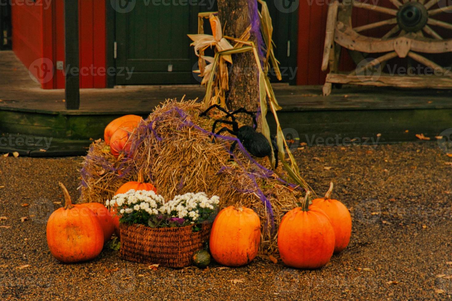 the pumpkin is decorative, delicious, healthy and beautiful to look at. It contains many vitamins and is a sign of autumn photo