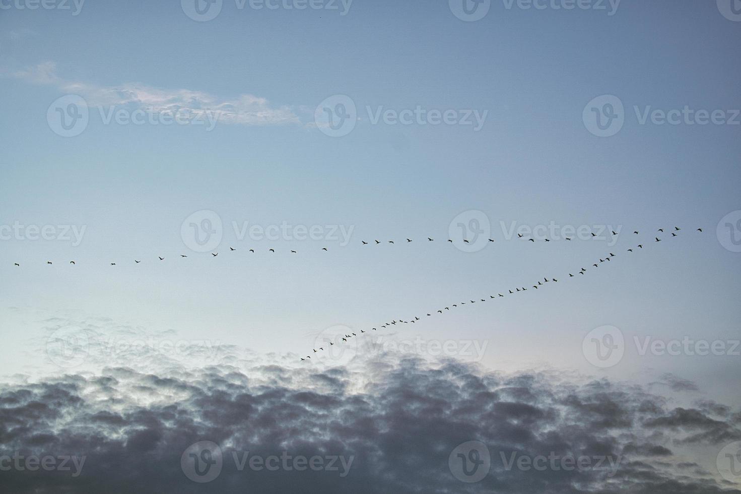 Cranes moving in formation in the sky. Migratory birds on the Darss. photo