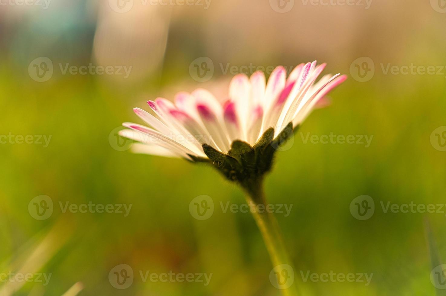 Daisy with lots of bokeh on a meadow. bright out of focus on the flower. photo