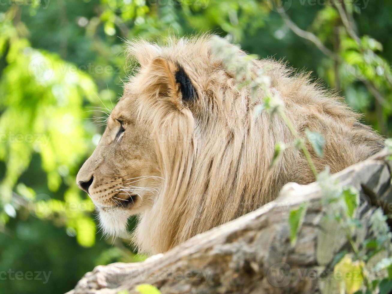 Lion with beautiful mane lying on a rock. Relaxed predator. Animal photo big cat.