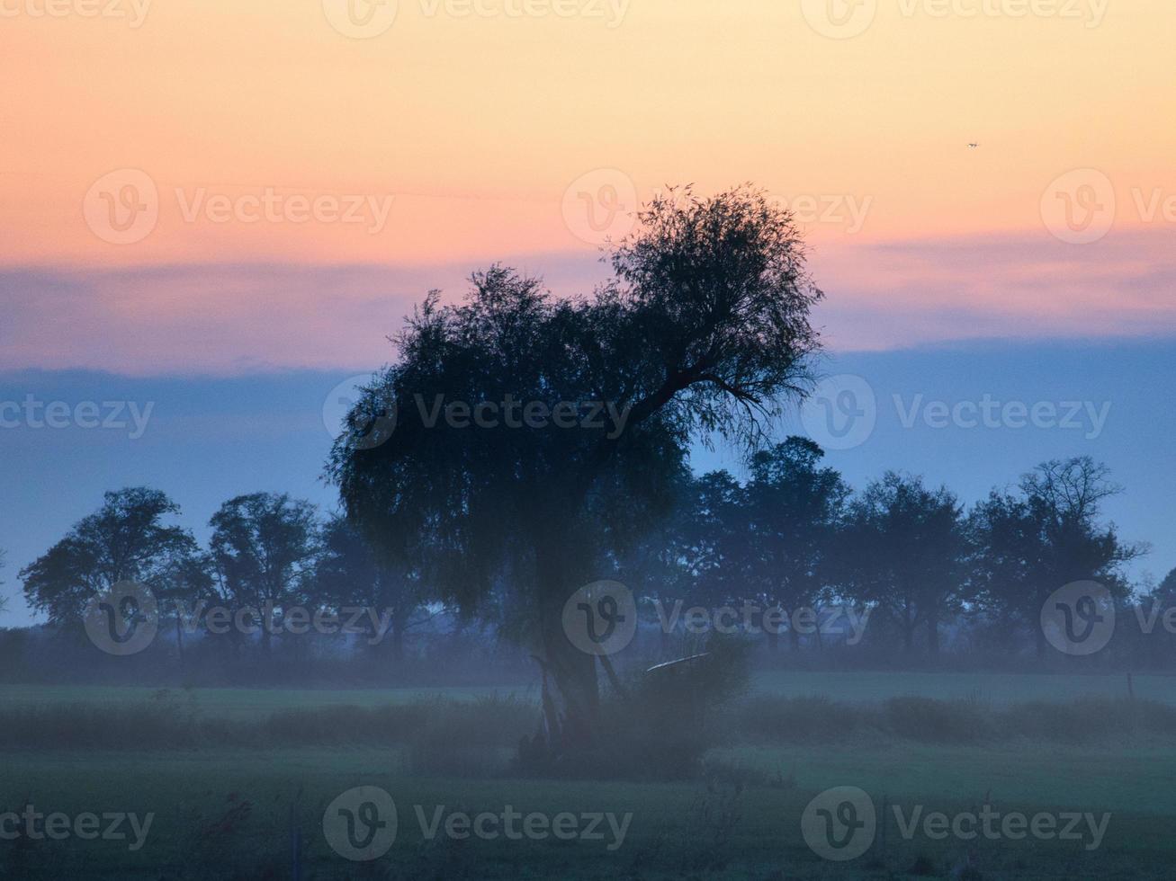 at dawn, mystical sunrise with a tree on the meadow in the mist. Warm colors from nature. Landscape photography in Brandenburg photo