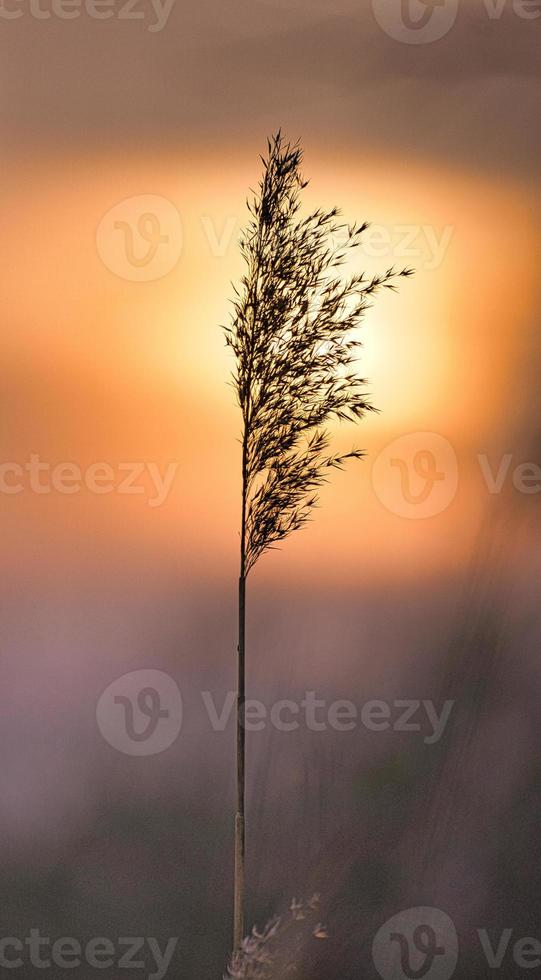 caña en la luz del sol naranja roja rosa. puesta de sol romántica. estado de ánimo soñador y tranquilo en la naturaleza foto