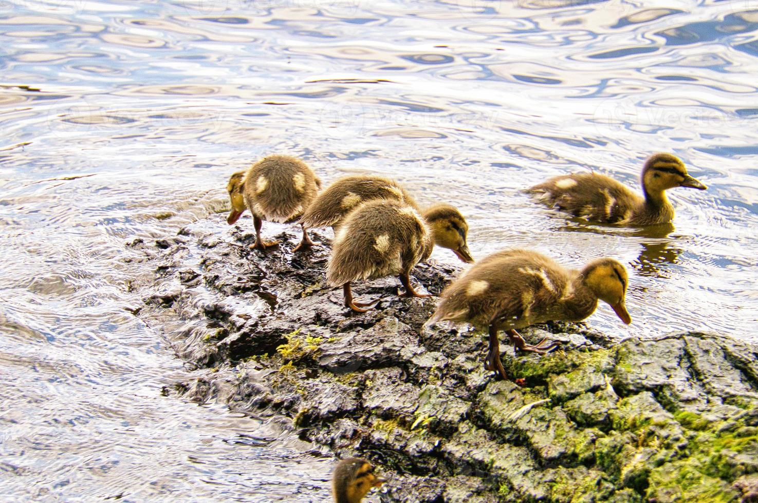 Ducks chicks on a log in the river. Small water birds with fluffy feathers. Animal photo