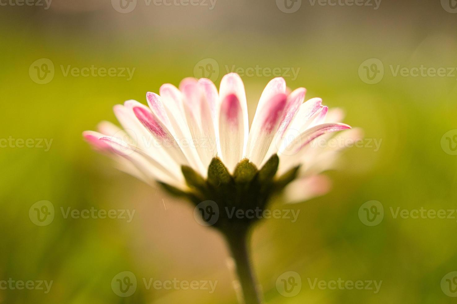 Daisy with lots of bokeh on a meadow. bright out of focus on the flower. photo
