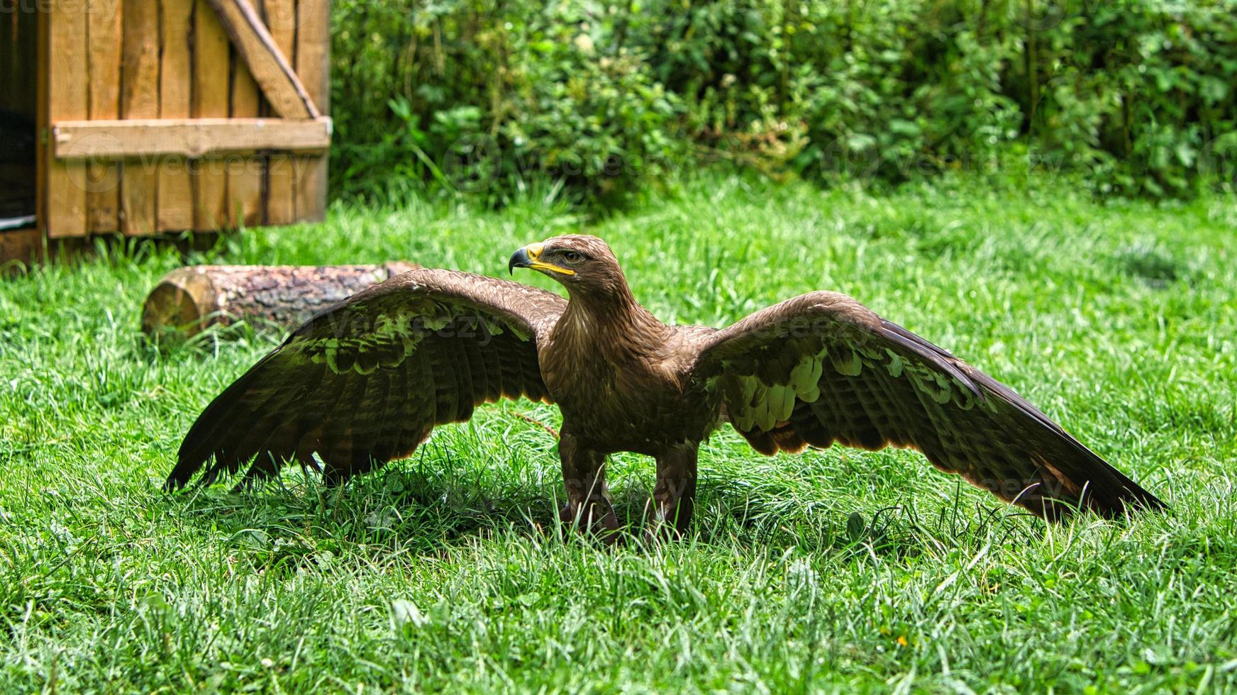 Golden eagle at the air show in Saarburg. Animal photo of the elegant bird.