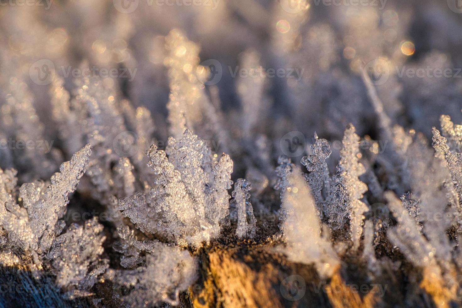 Ice crystals that have formed on a tree trunk and have grown in height. photo