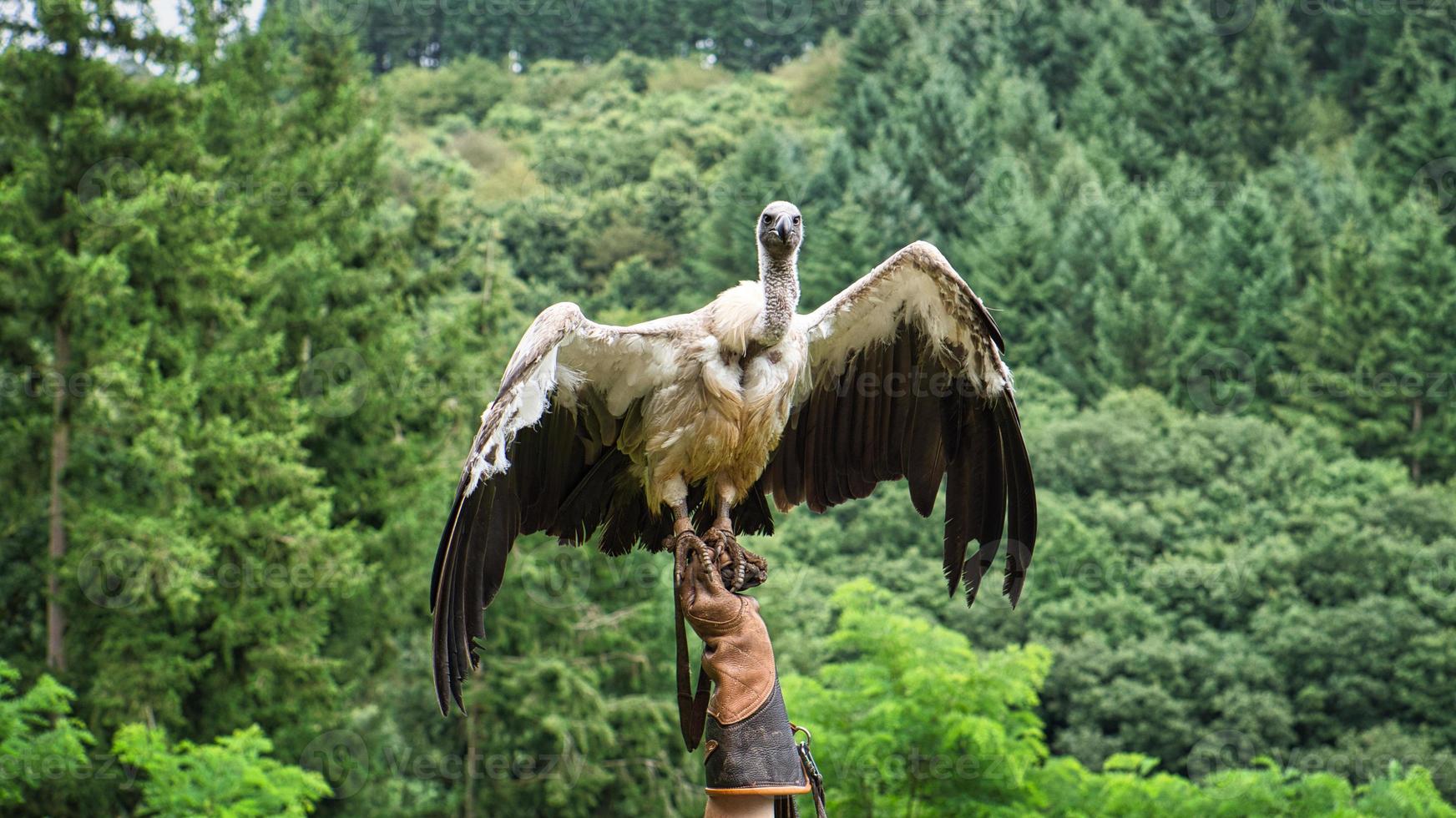 Griffon vulture on falconer's glove ready to fly in close up. Colossal large bird photo