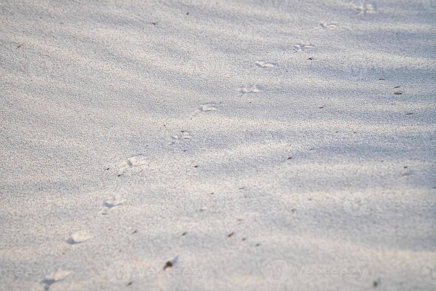 Bird track on the beach of the Baltic Sea. Footprint of birds. Animal photo