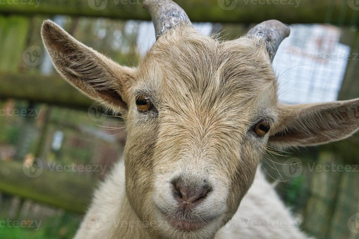 cute little goats with direct eye contact. photo