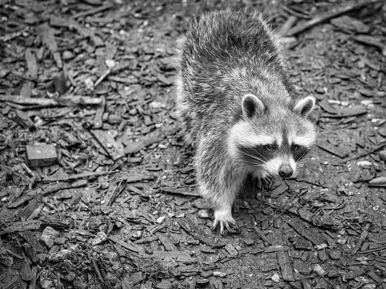 a raccoon in a black and white photograph on the ground. Taken in a park photo