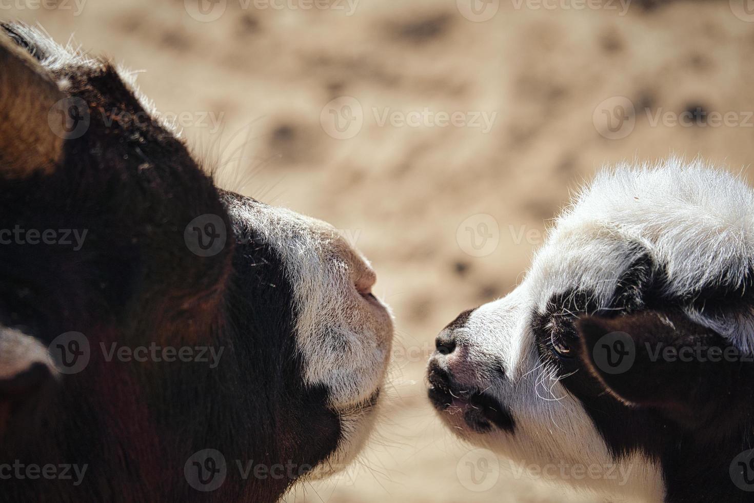 Goats are farm animals. They are interesting to watch, especially if they are young animals photo