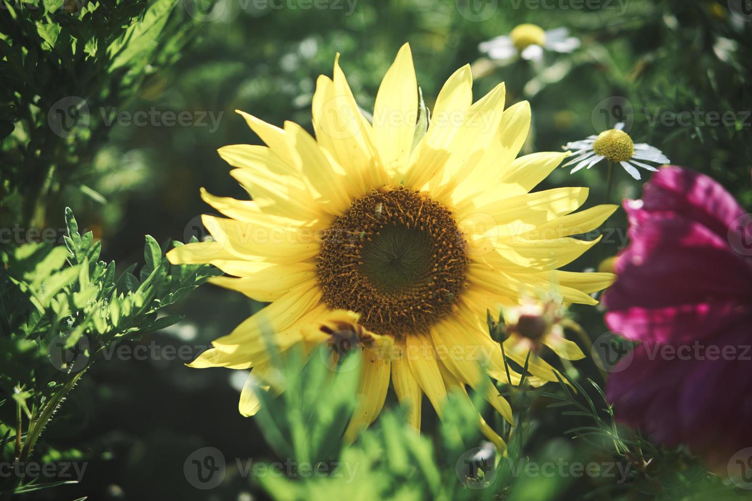 Sunflower taken individually in a flower meadow photo