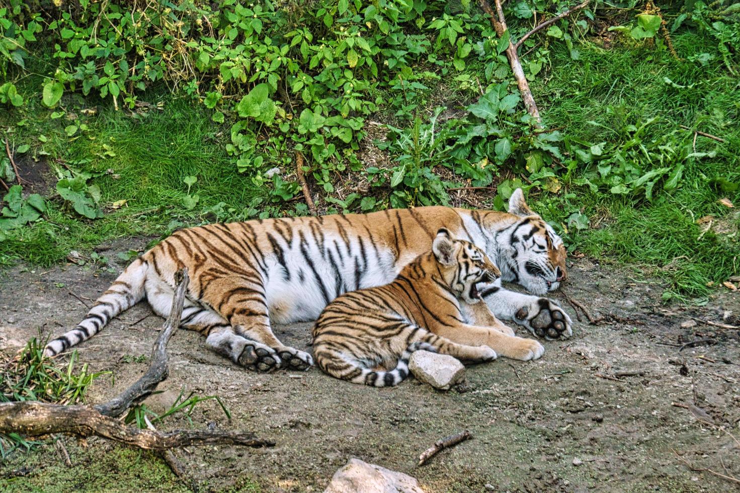 siberian tiger mother with her cub lying relaxed on a meadow. powerful predatory cat. photo