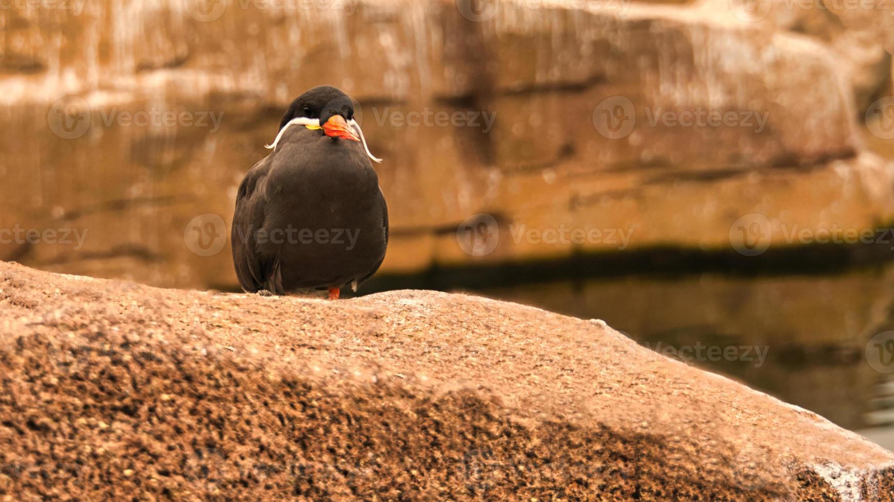 the inka tern is a seabird with gray plumage and red beak with a wise head feather photo