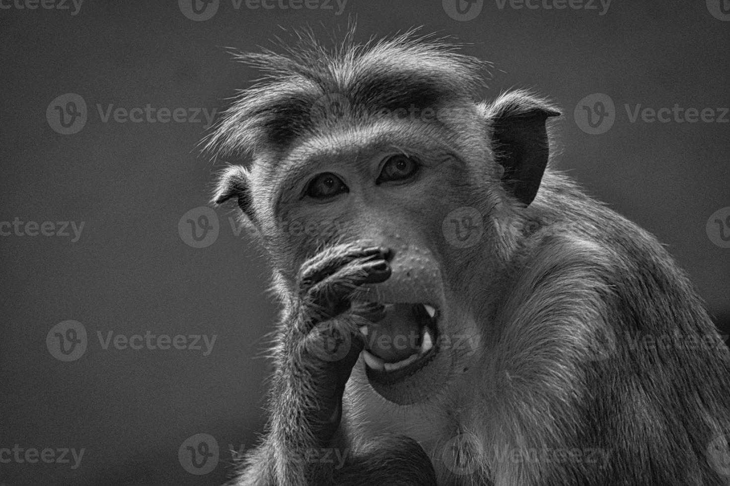 Rhesus monkey in black and white, sitting on a branch and peeing in his teeth. animal photo of a mammal.