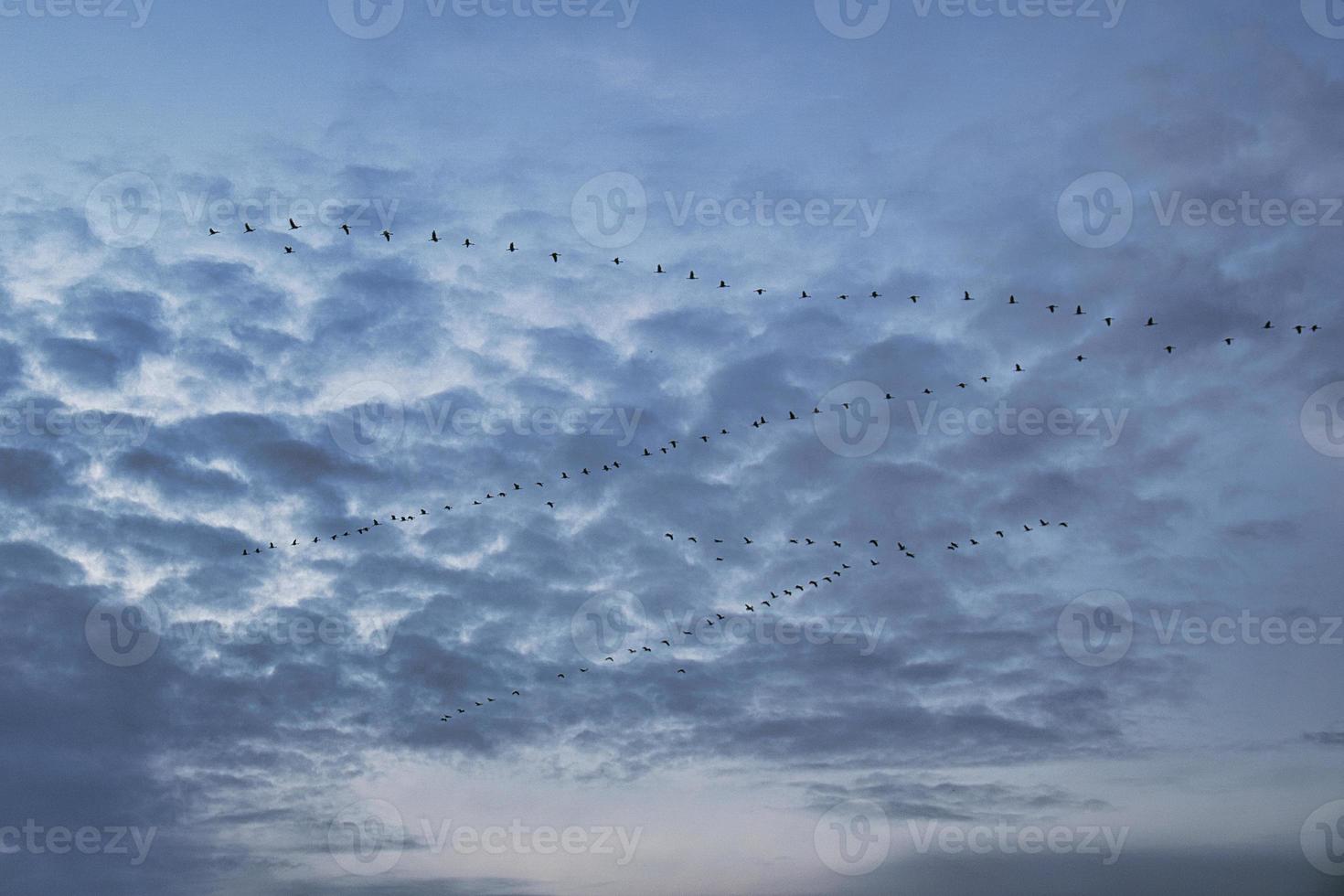Cranes moving in formation in the sky. Migratory birds on the Darss. photo