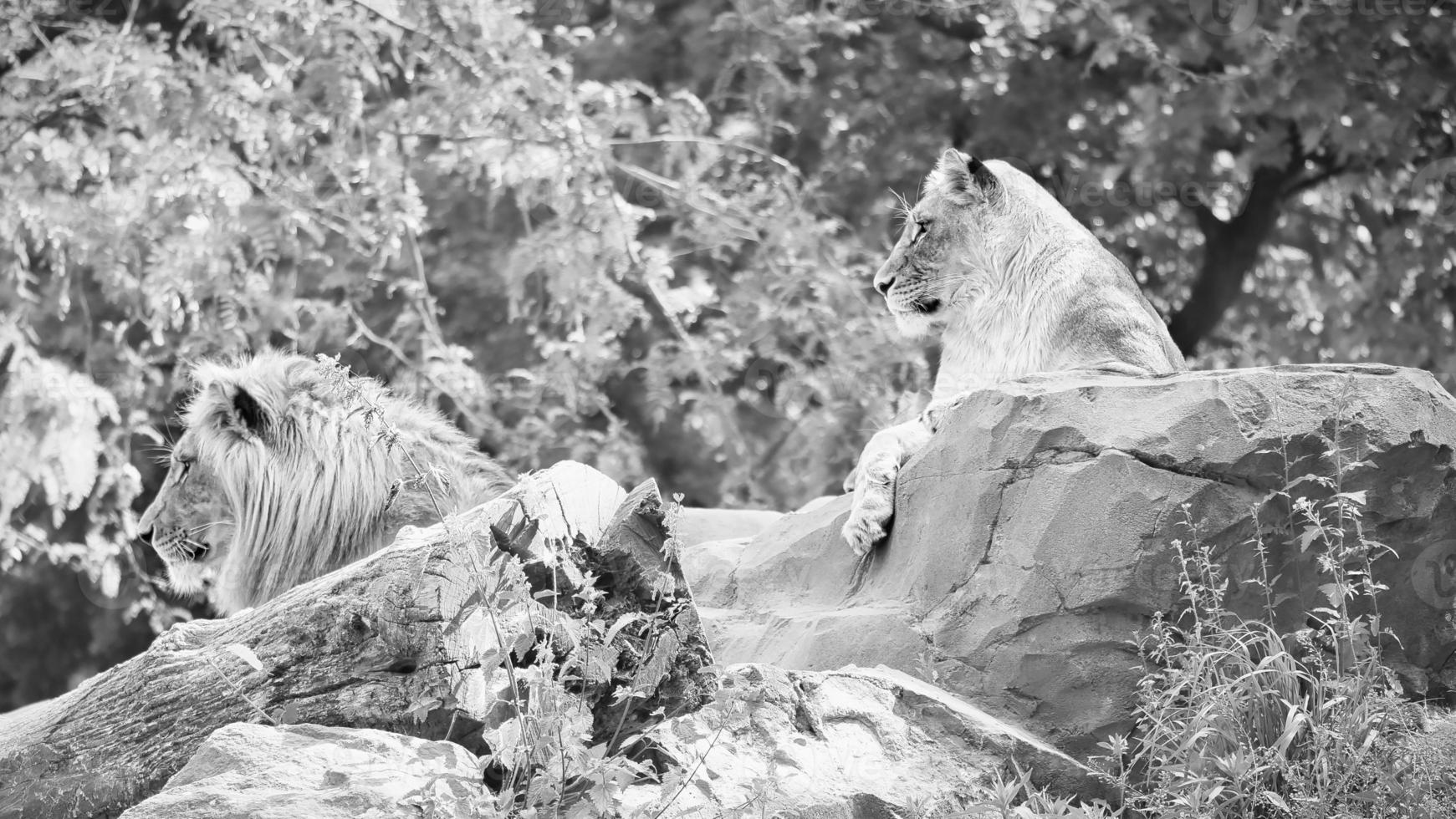 Pair of lions in black and white, lying on a rock. Relaxed predators photo