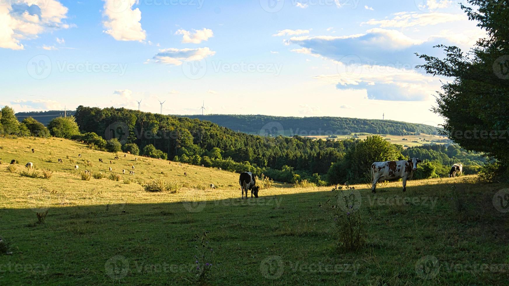un día soleado en el sarre con vistas a los prados del valle. vaca en el prado foto