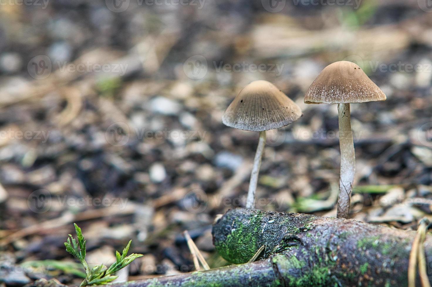 two mushrooms with brown cap exposed in forest photo