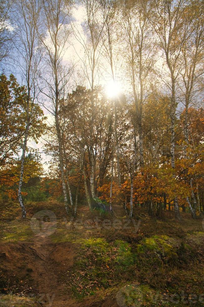forest path in the neuruppina heath. in autumnal light atmosphere photo