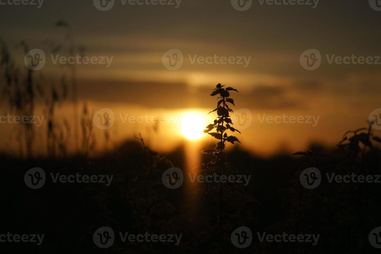 Setting sun on the outskirts of Berlin. Plants as silhouette in the foreground. photo