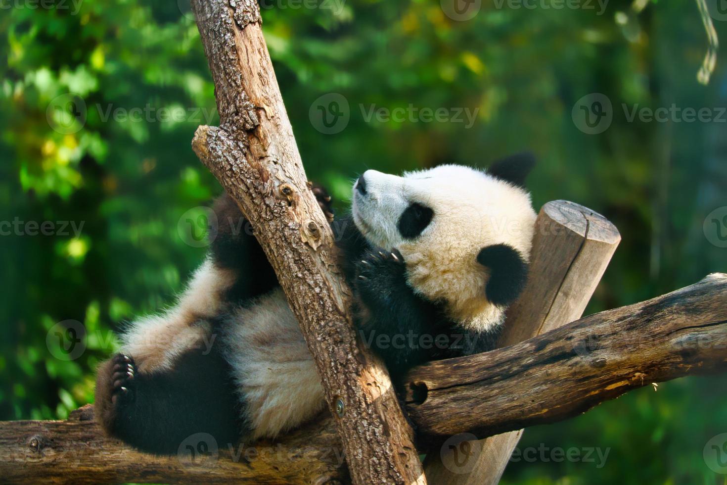 panda gigante acostado sobre troncos de árboles en lo alto. mamífero en peligro de extinción de china. naturaleza foto