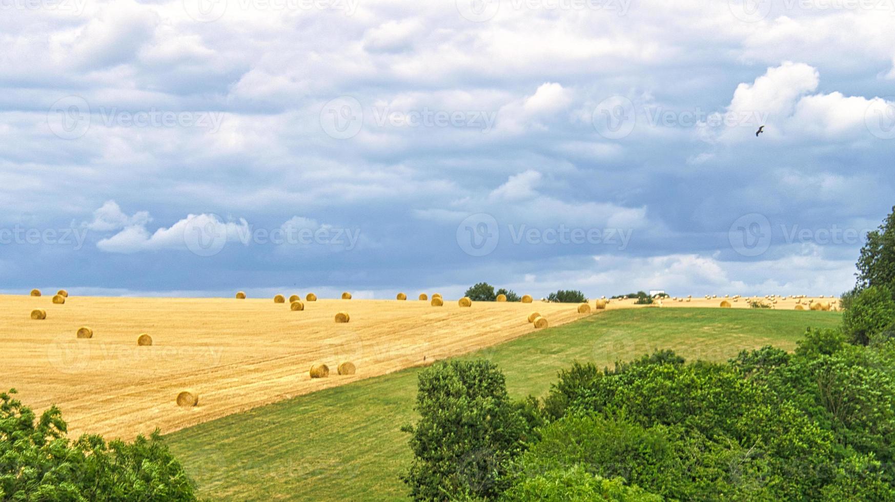 campos de maíz en los que quedan balas de paja después de la cosecha. se cosechó el trigo. foto