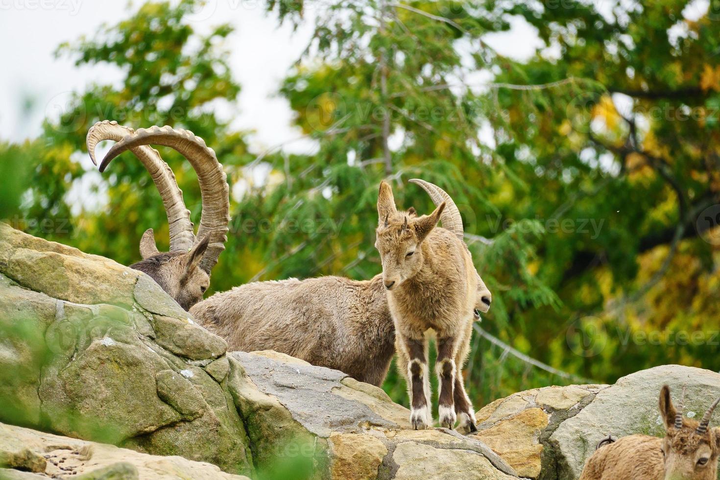 Capricorn family on rocks in nature. Big horn in mammal. Ungulates climbing photo