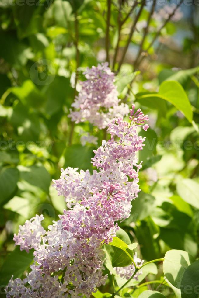 permitió delicadas flores lilas moradas en el arbusto del jardín. tiempo de Pascua foto