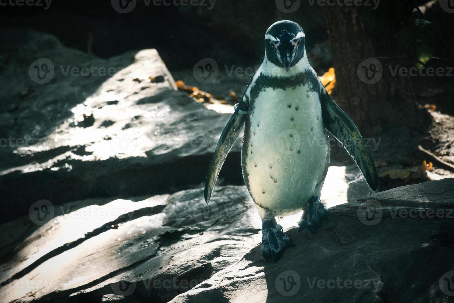 Penguin on rocks. Small water bird. Black and white plumage of sea bird. Animal photo
