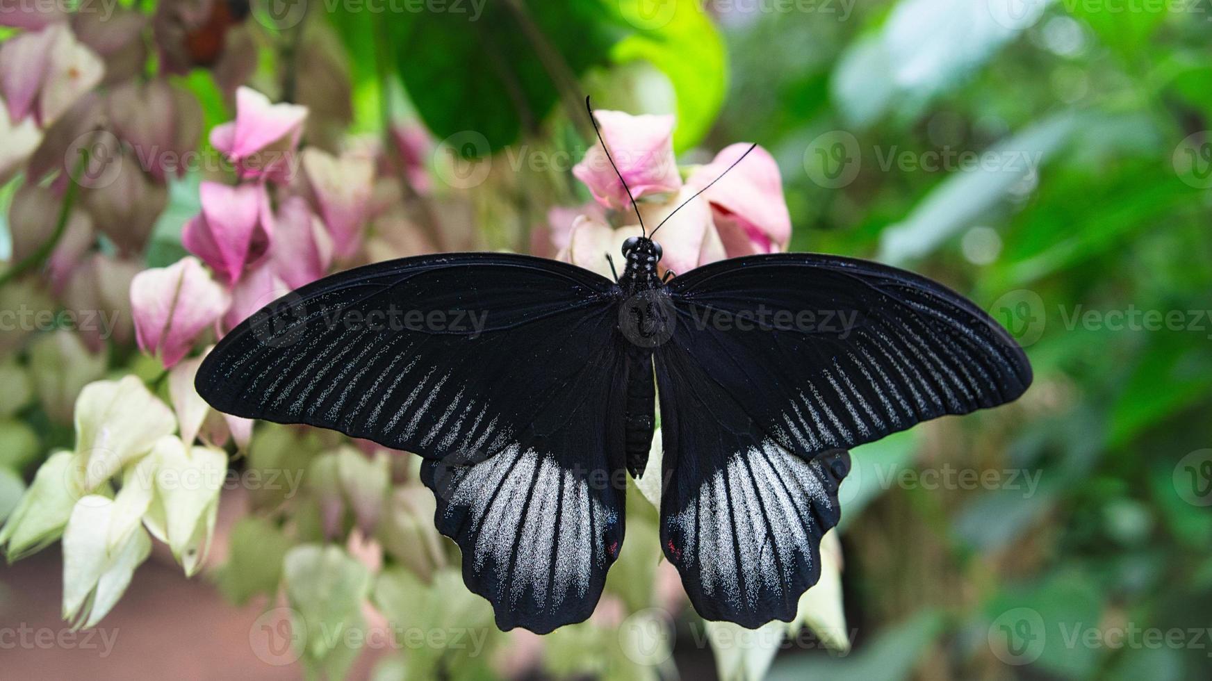 colorful butterfly on a leaf, flower. elegant and delicate photo