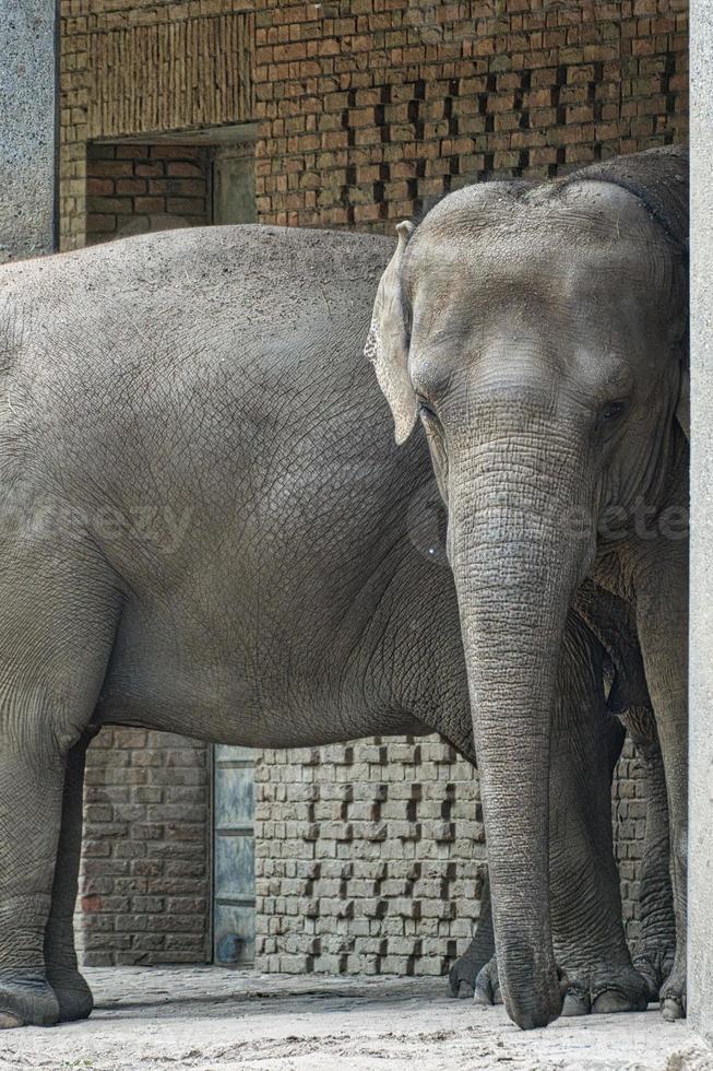 elephant couple, standing with hanging trunk. gray skin, largest land mammal. photo