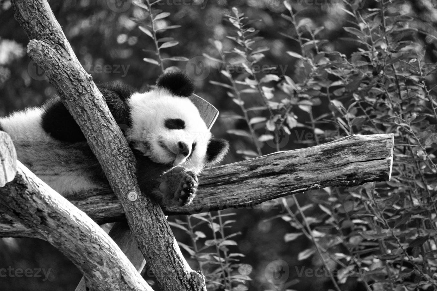 Giant panda in black and white lying on tree trunks in the high. Endangered mammal photo