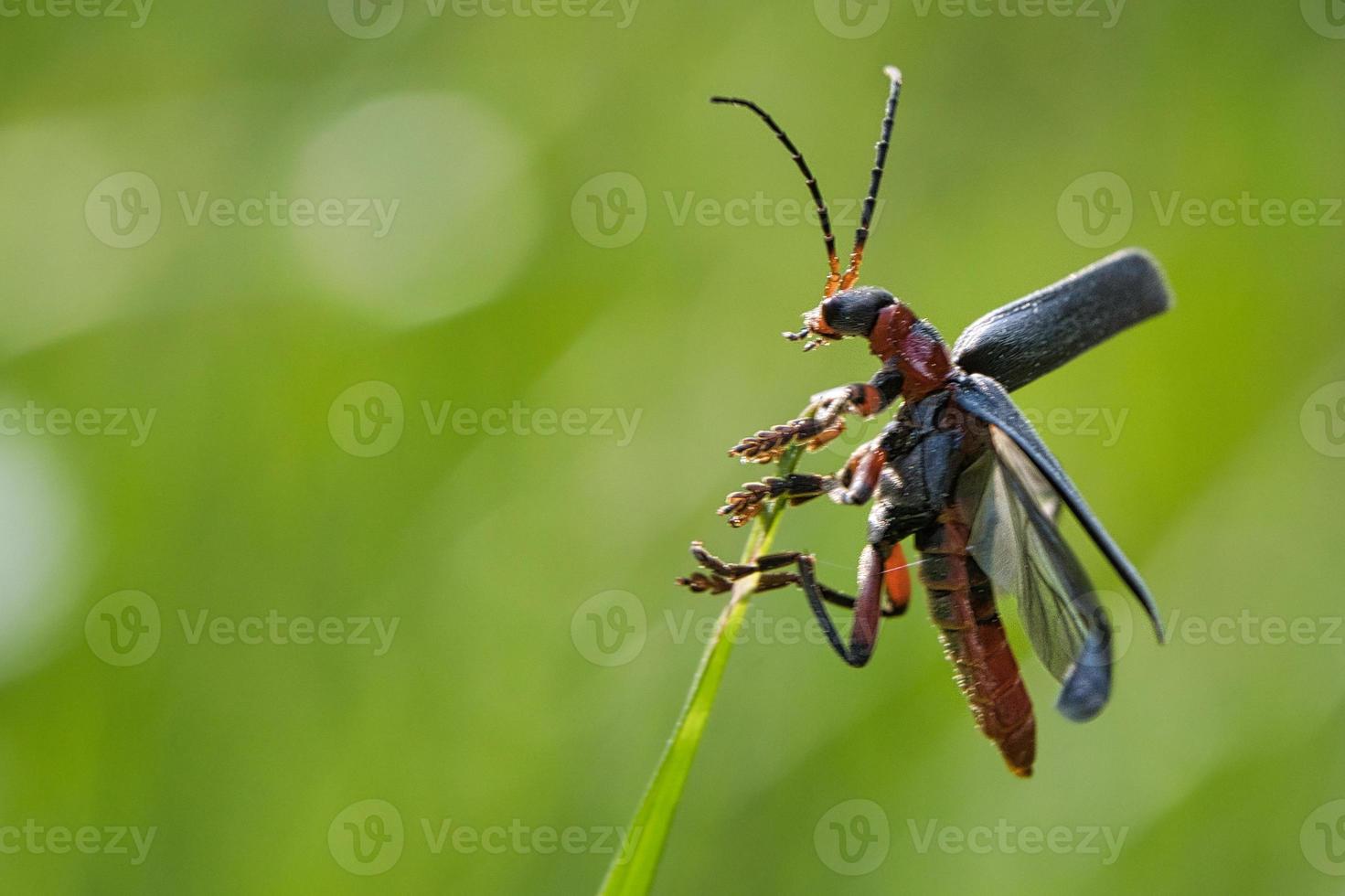 Macro shot of a beetle. detailed with nice bokeh and thus very interesant photo