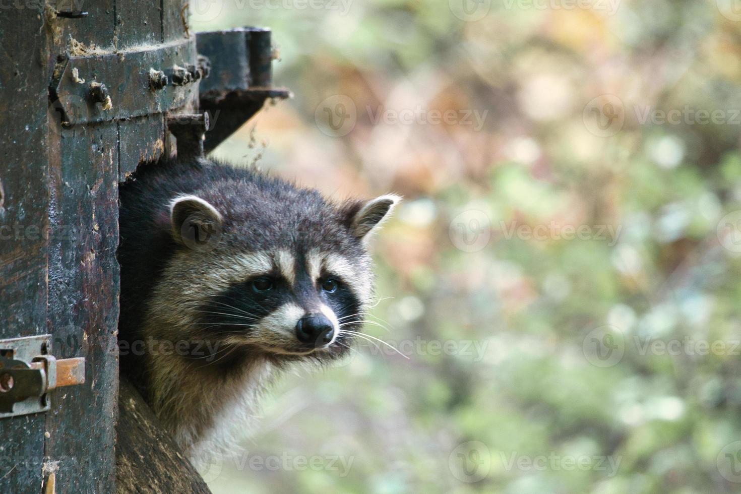 Raccoon furtively looks out of a small wooden house. Small predator of the forest photo