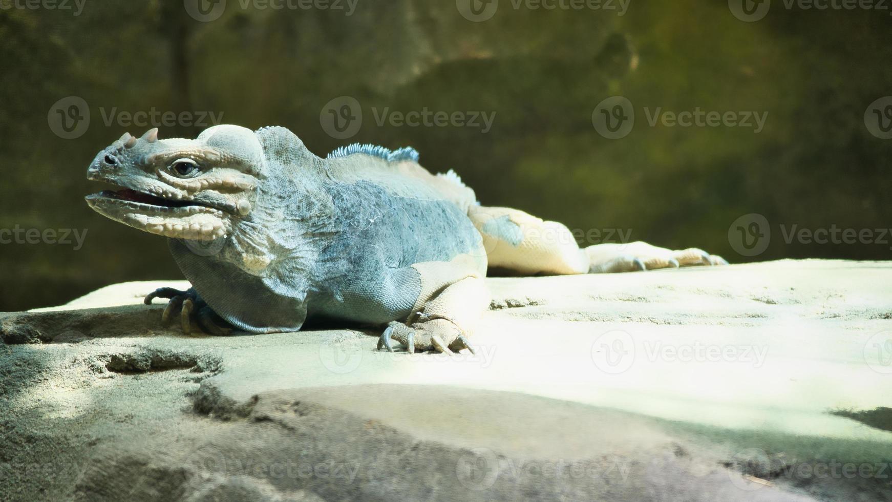 large iguana lying on a stone. Thorny comb and scaly skin. Animal photo