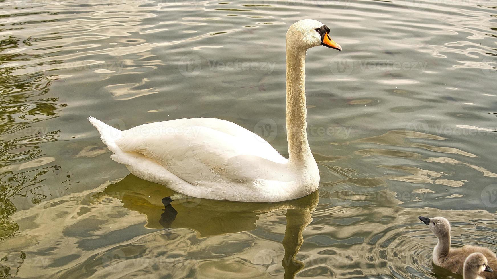 madre cisne mudo con pollitos nadando en el agua. plumas esponjosas de las pequeñas aves acuáticas foto