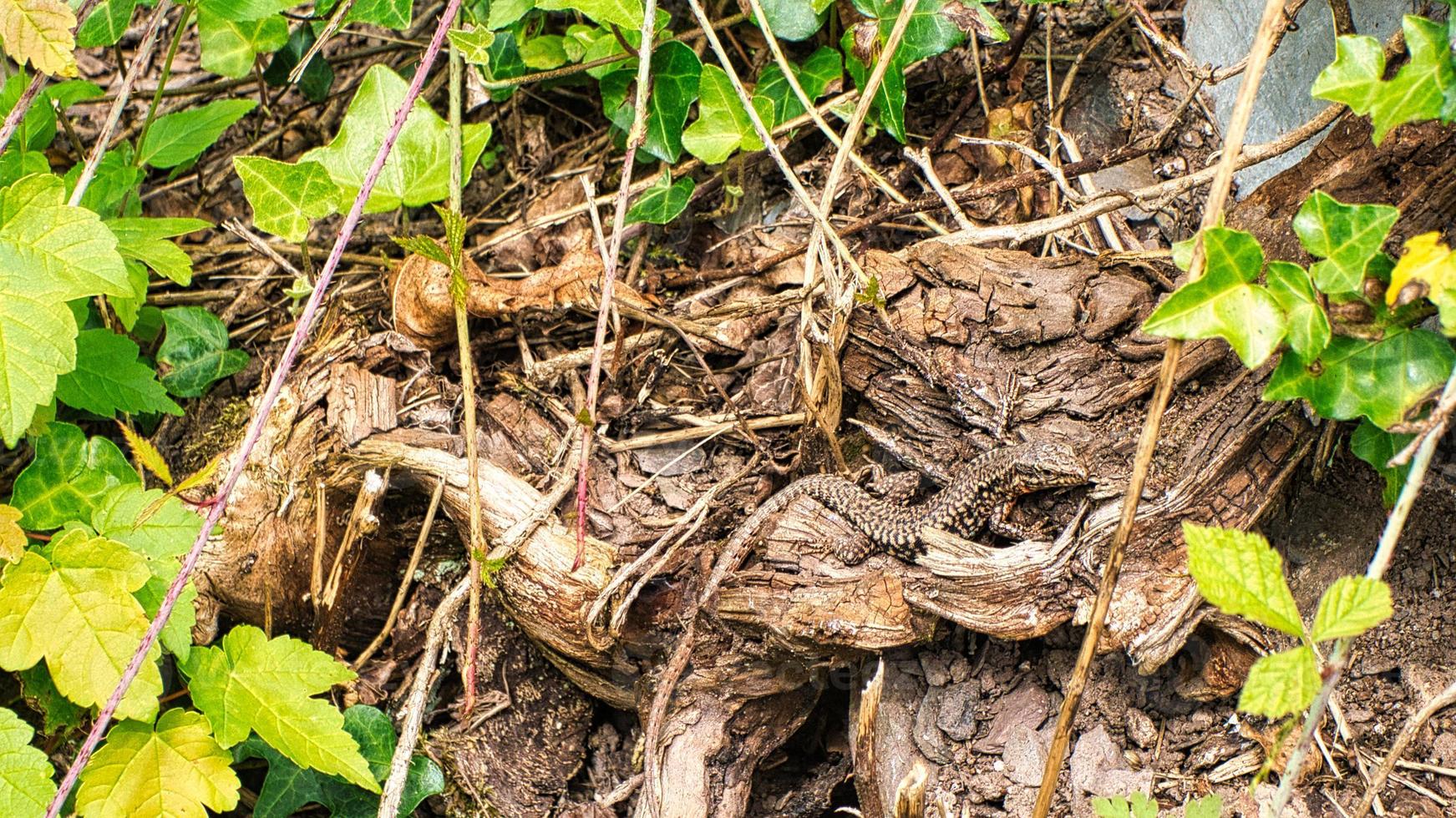 A lizard lurks from its hiding place. A small hunter waiting for insects. photo