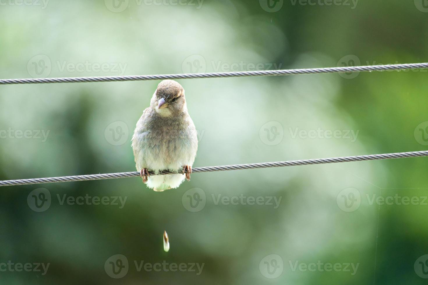 gorrión marrón sentado en un cable haciendo un montón. pequeño pájaro cantor con hermoso plumaje. foto