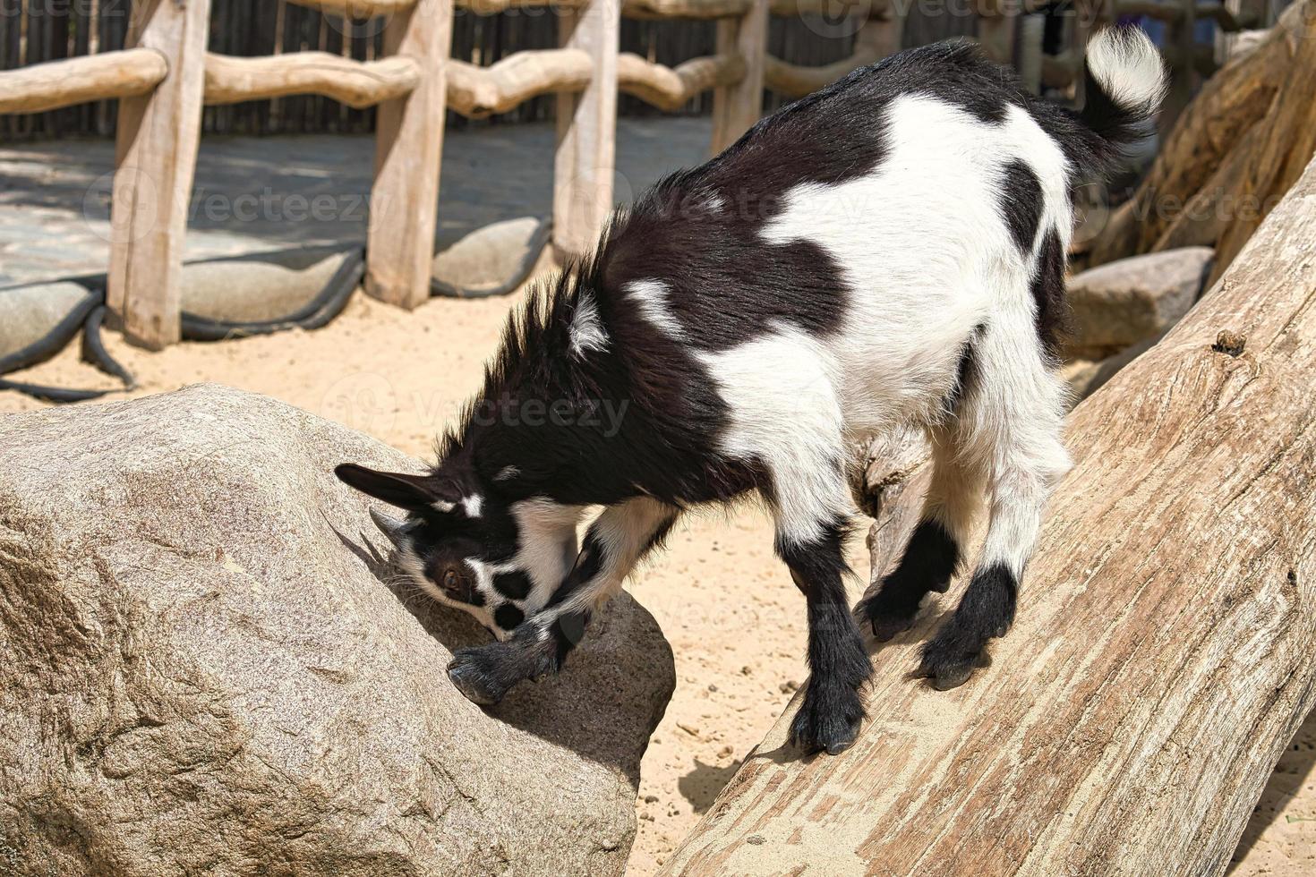 Kid playing in the petting zoo. The little black and white baby mammals jump photo