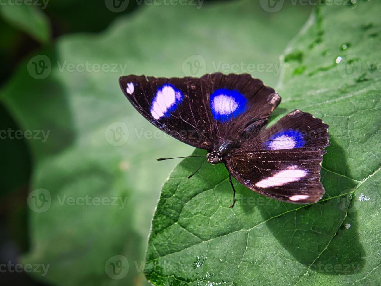 mariposa colorida en una hoja, flor. elegante y delicado foto