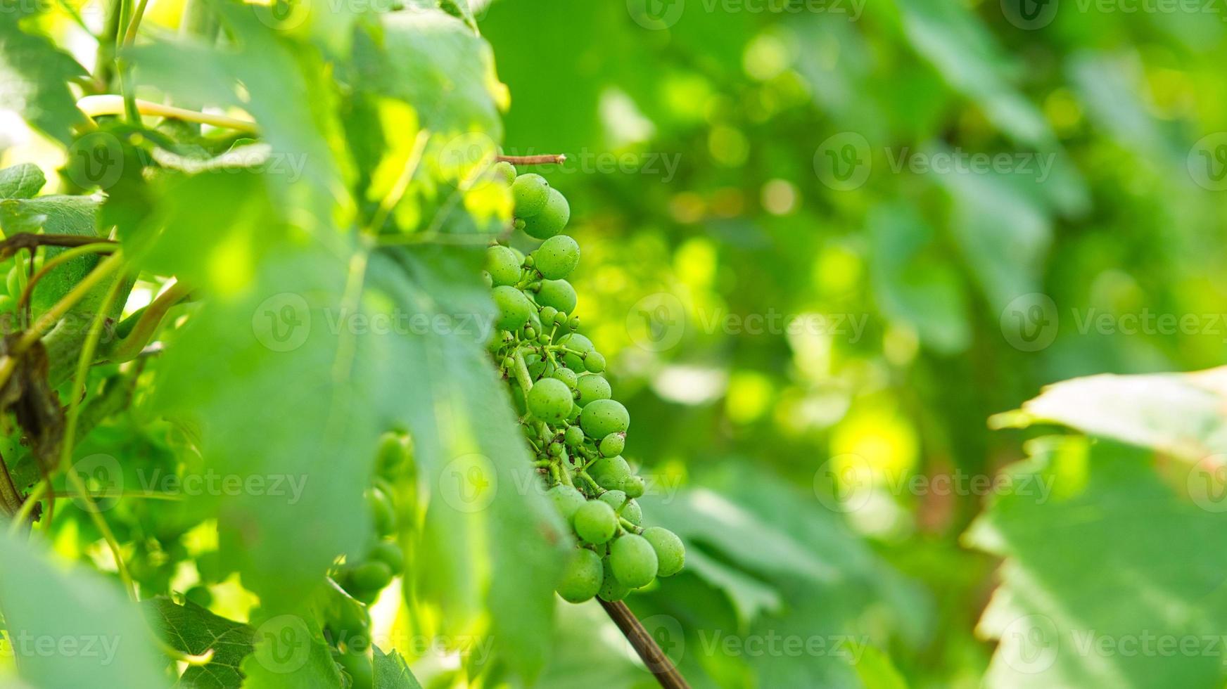 uvas en ricos colores. las vides con las uvas están maduras. foto
