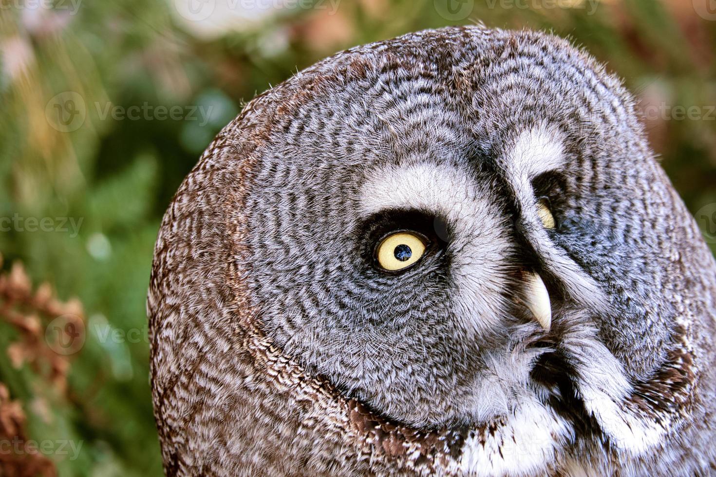 a bearded owl from the Berlin zoo. the view is directed to the observer photo